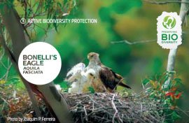 Bonelli's eagle