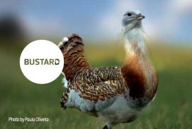 Bustard