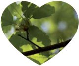 L’ENGAGEMENT EN FAVEUR DE L’ENVIRONNEMENT